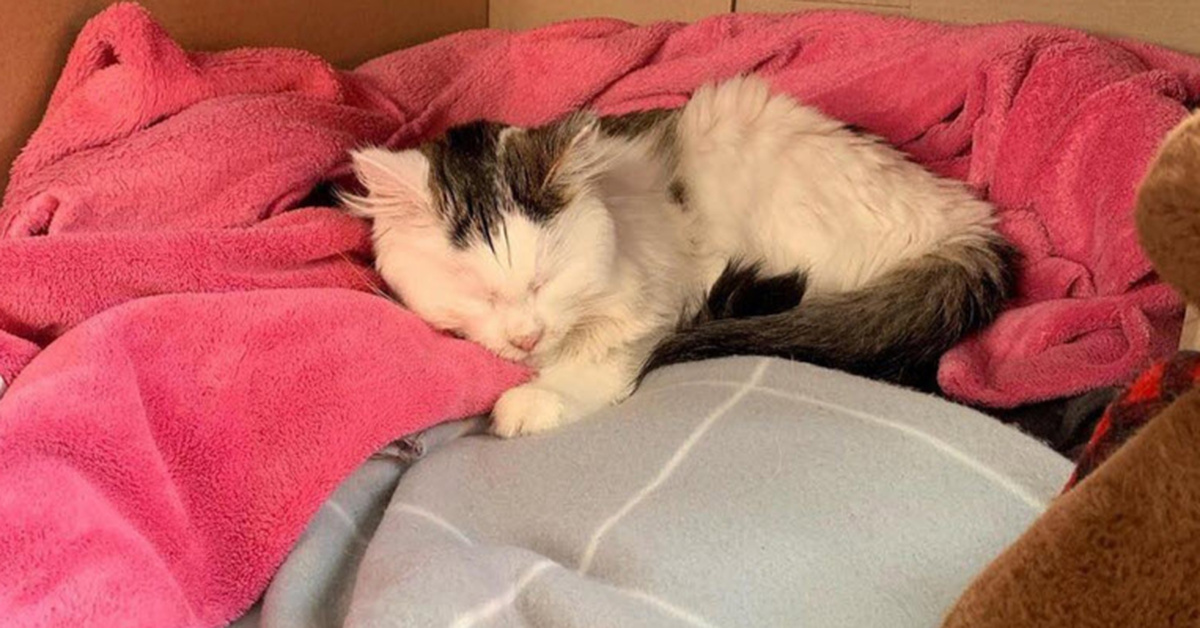 Cat Licks Himalayan Salt Lamp And Almost Dies Vet Sounds The Warning