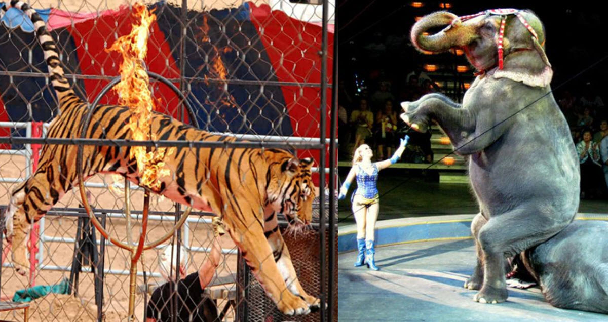 Finally A New Law Is Introduced Banning The Use Of Wild Animals In