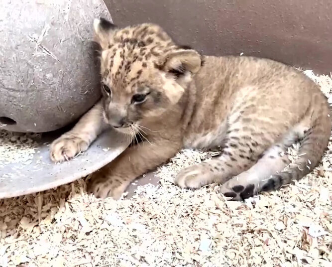 Daddy Lion Crouching Down To Meet His Baby Cub For The First Time ...