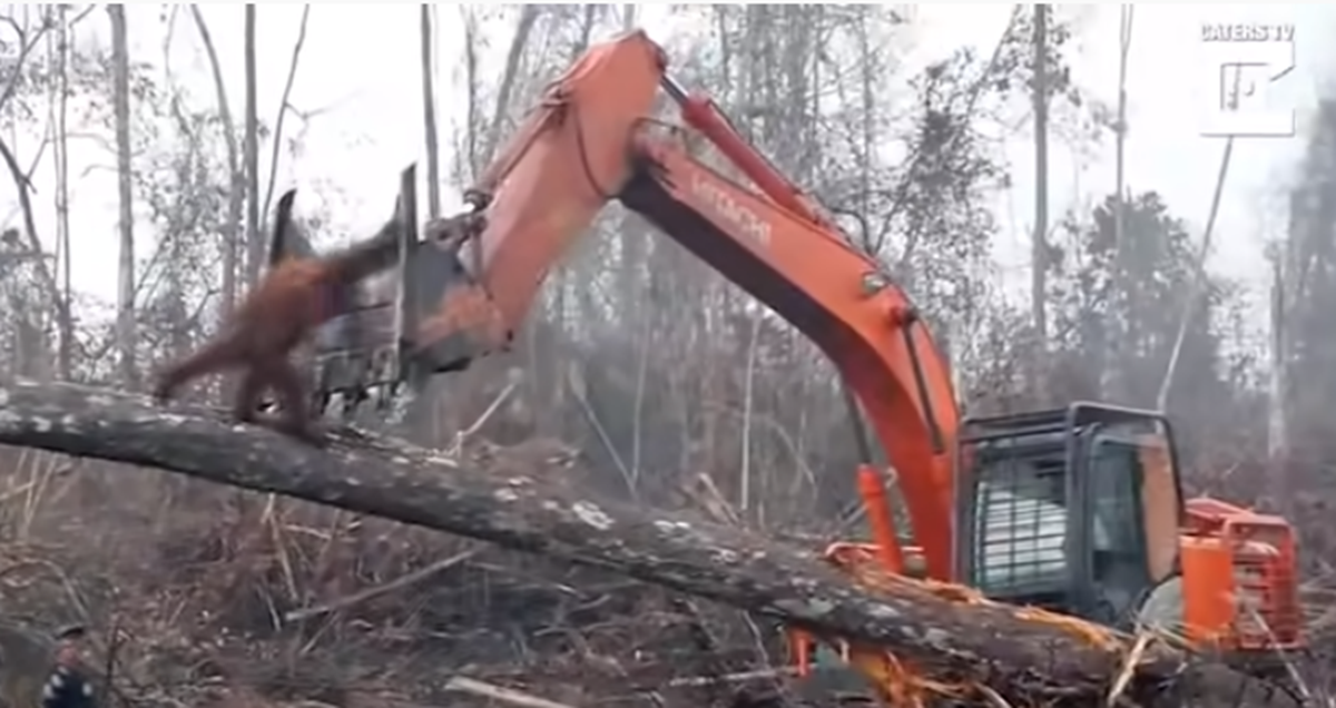 Heartbreaking Footage Captures Orangutan Trying To Fight Off Excavator ...