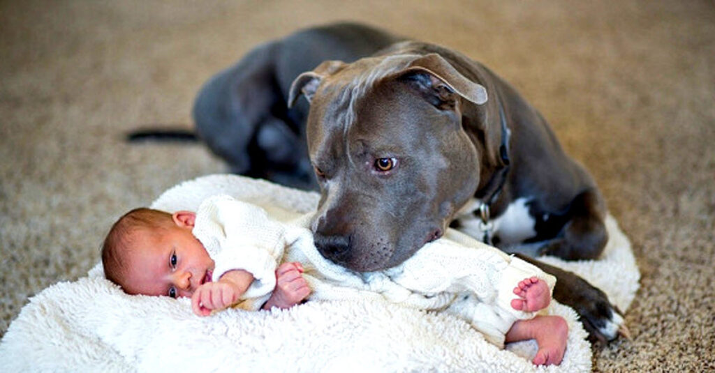 Dad Was Concerned That His Pitbull Might Hurt His Newborn Baby Daughter