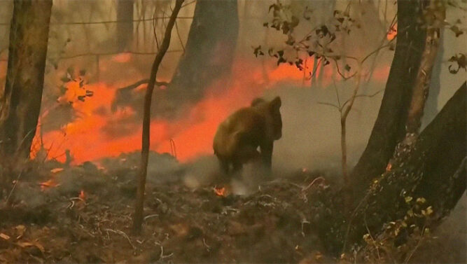 Woman Risks Life To Save Screaming And Scorched Koala From Forest Fire ...