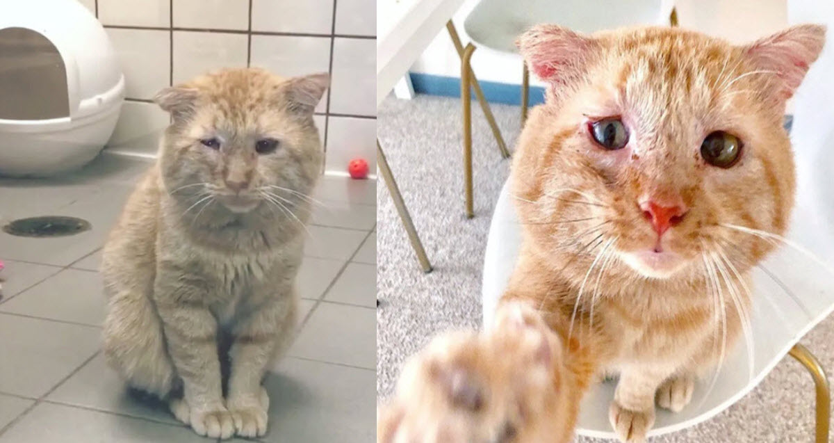 Cat Survives Brutal Years On Street To Find Woman Who To Give His Story