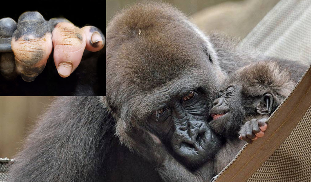Gorilla Born With Pink Pigmentation On Her Fingers Has Many People