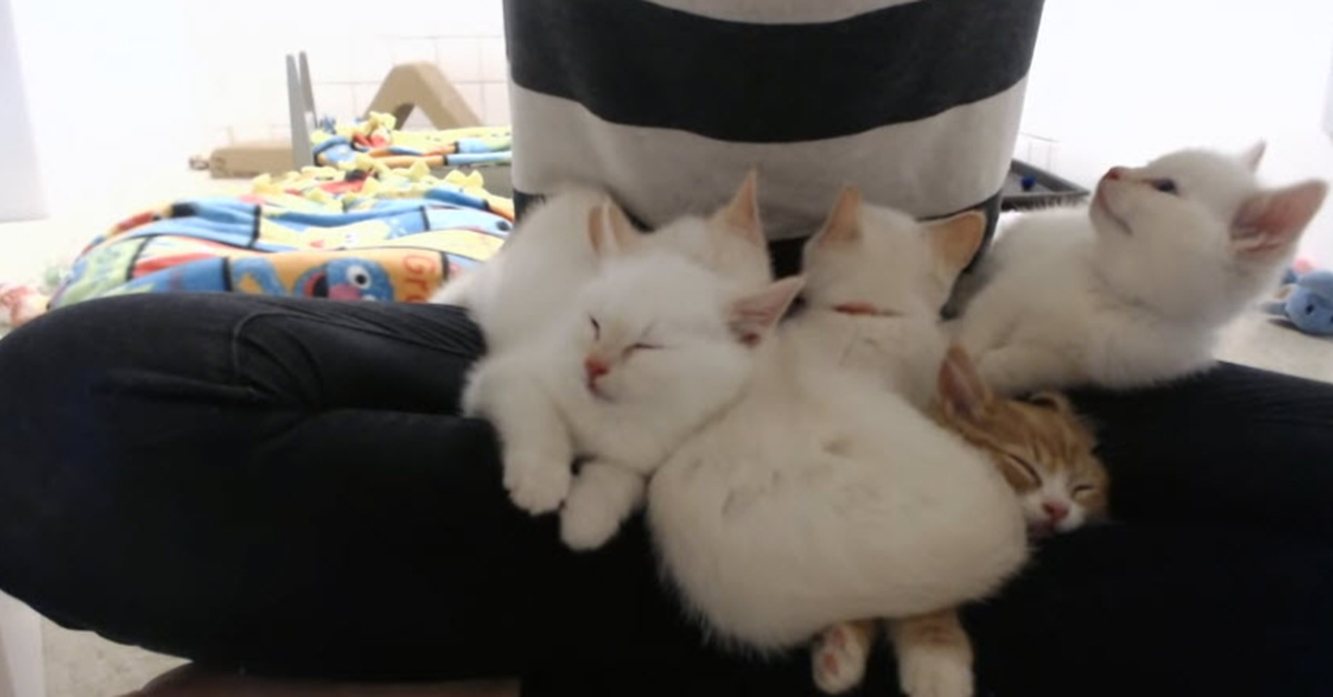 Adorable Lap Of White Kittens Purr After Being Rescued From Trash Can 