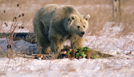 watch-a-syrian-brown-bear-set-free-after-two-decades-inner-strength-zone