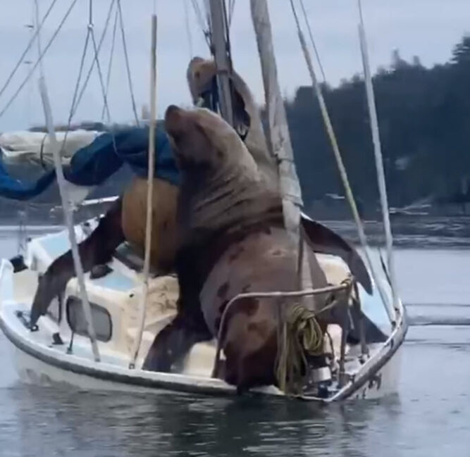 Tiny Boat Taken Over By Sea Lions Looking For A Sailing Adventure