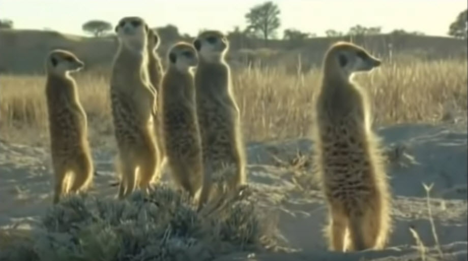 BBC’s Walk on the Wild Side Puts Together Hilarious