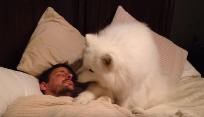 dog-wants-a-walk-but-dad-wants-to-sleep-so-pup-gives-him-an-adorable