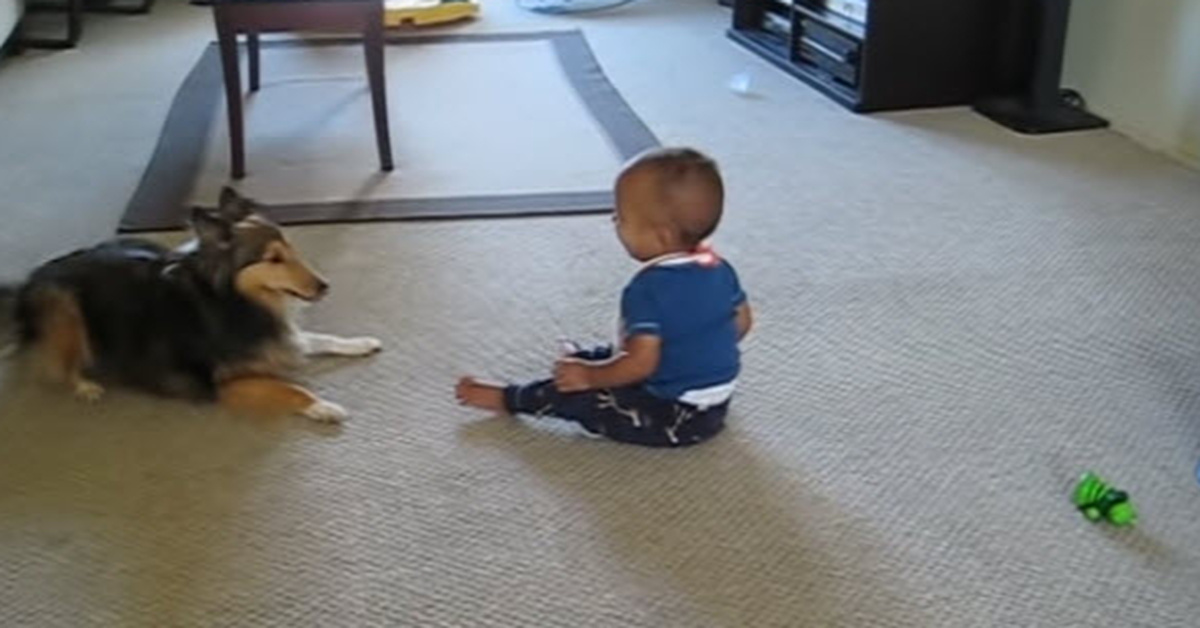 Dog And Baby Play The Most Adorable Game Together – Inner Strength Zone