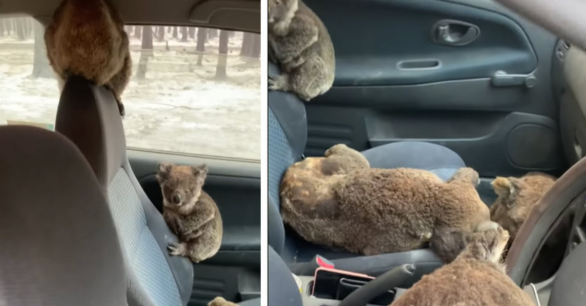 Australian Teens Drive Around Saving As Many Koalas As They Can – Inner ...