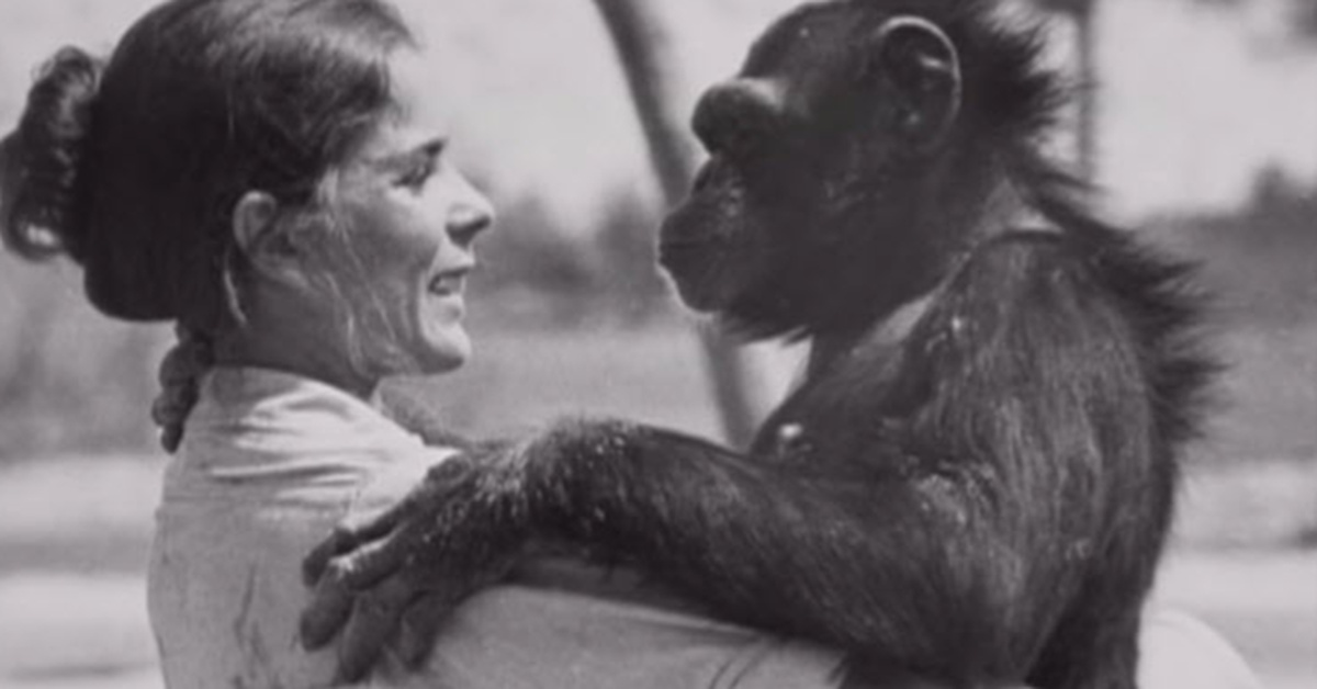 Woman Who Cared For Chimp Sees Him After 18 Years Apart – Inner