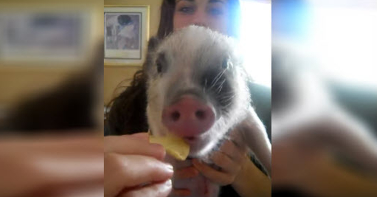 Who Knew That A Pig Eating A Chip Could Be So Funny? Inner Strength Zone