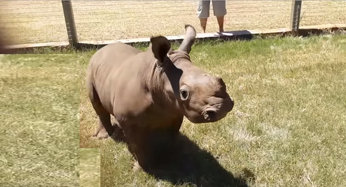 Fall in Love With These Adorable Playful Happy Little Rhino Babies ...