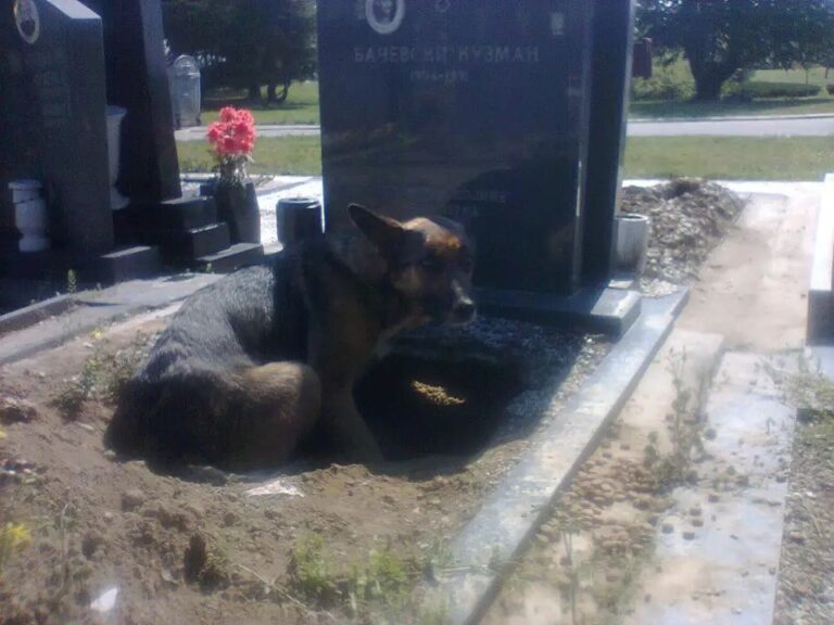 Dog Refuses To Leave Owner’s Grave And Has A Littler Of Puppies While ...