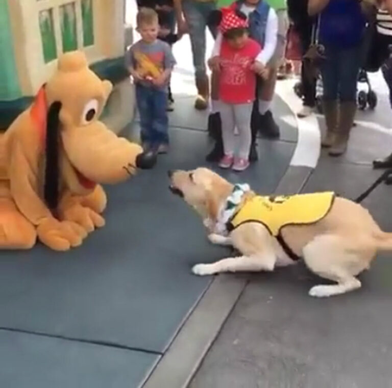 Service Dog Had the Most Adorable First Meeting with Pluto at