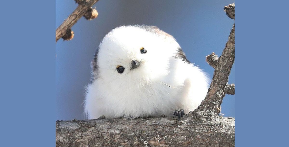 A Japanese Island Is Covered With Tiny Birds That Look Like Flying Cotton Balls Inner Strength Zone