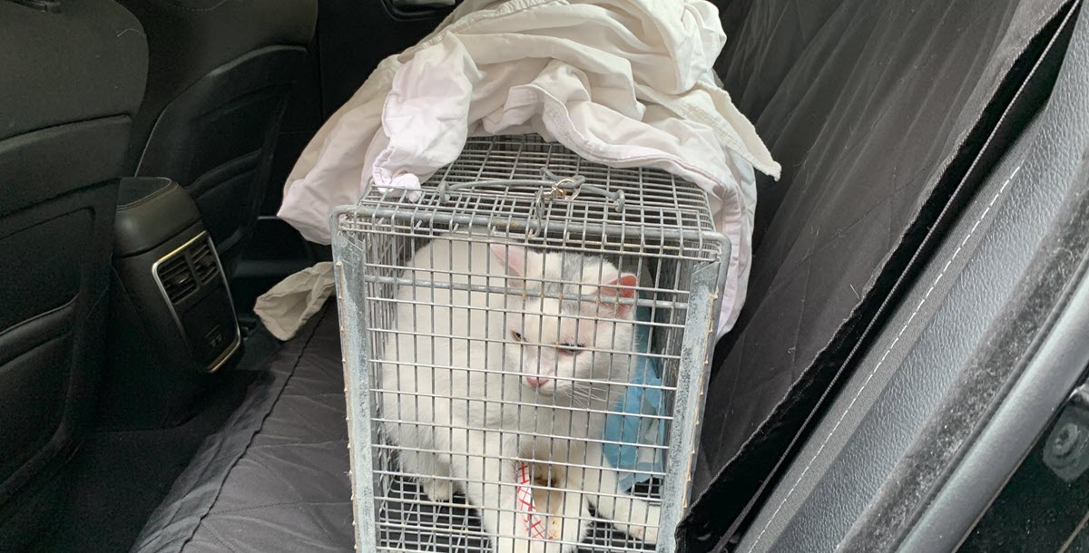 NYC Shelters Are Having to Rescue Pets Left Behind by People Dying from