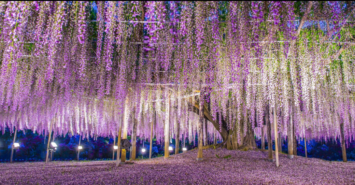 japan-s-oldest-wisteria-tree-is-almost-too-beautiful-for-this-world