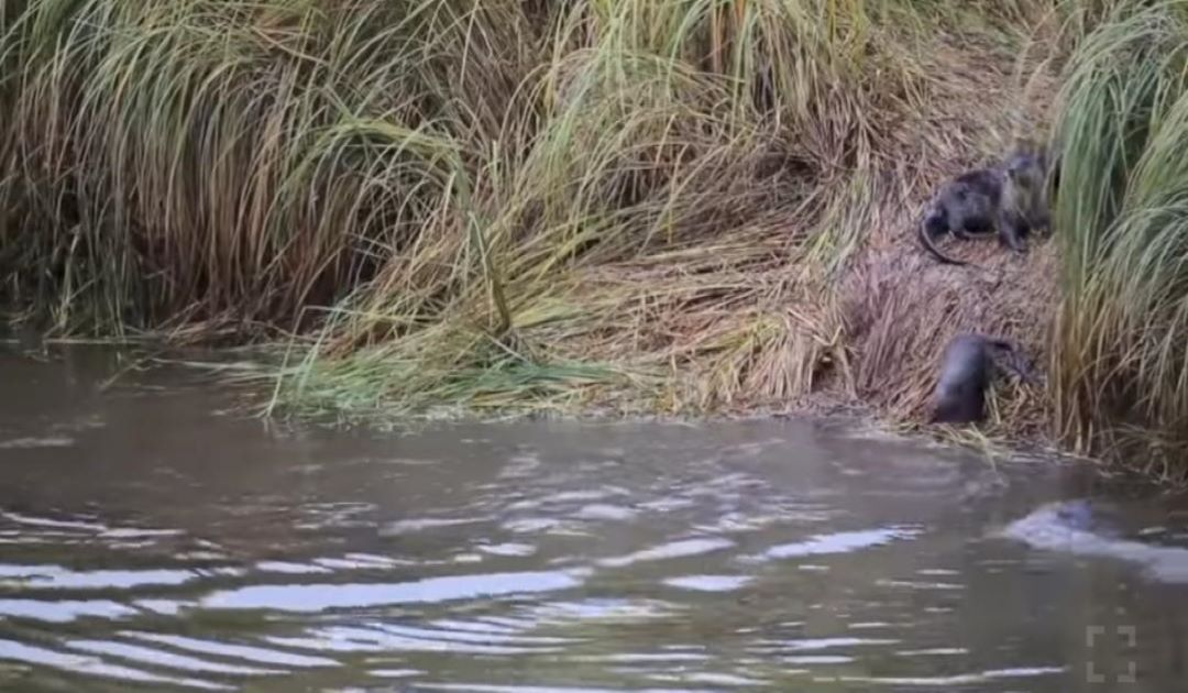 Cute and Playful Otters Enjoy Homemade Water Slide – Inner Strength Zone