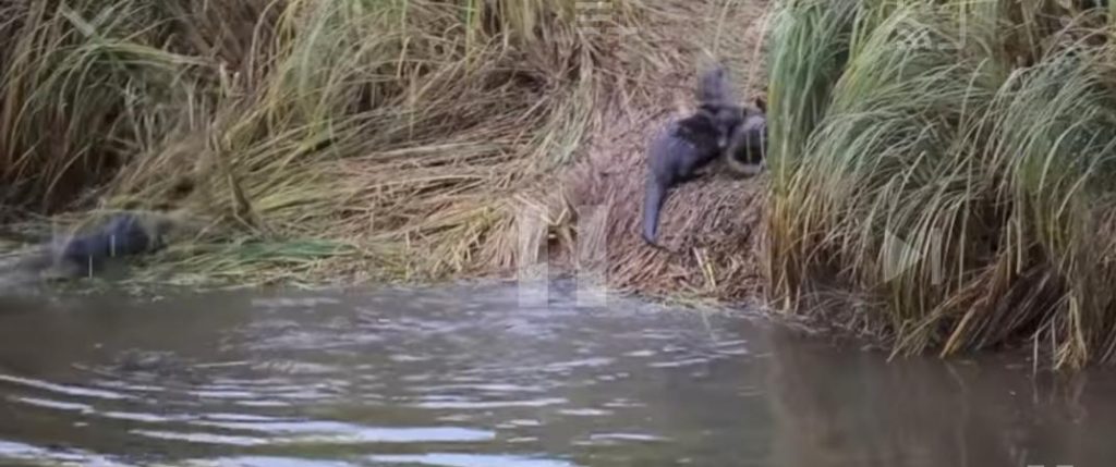 Cute and Playful Otters Enjoy Homemade Water Slide – Inner Strength Zone