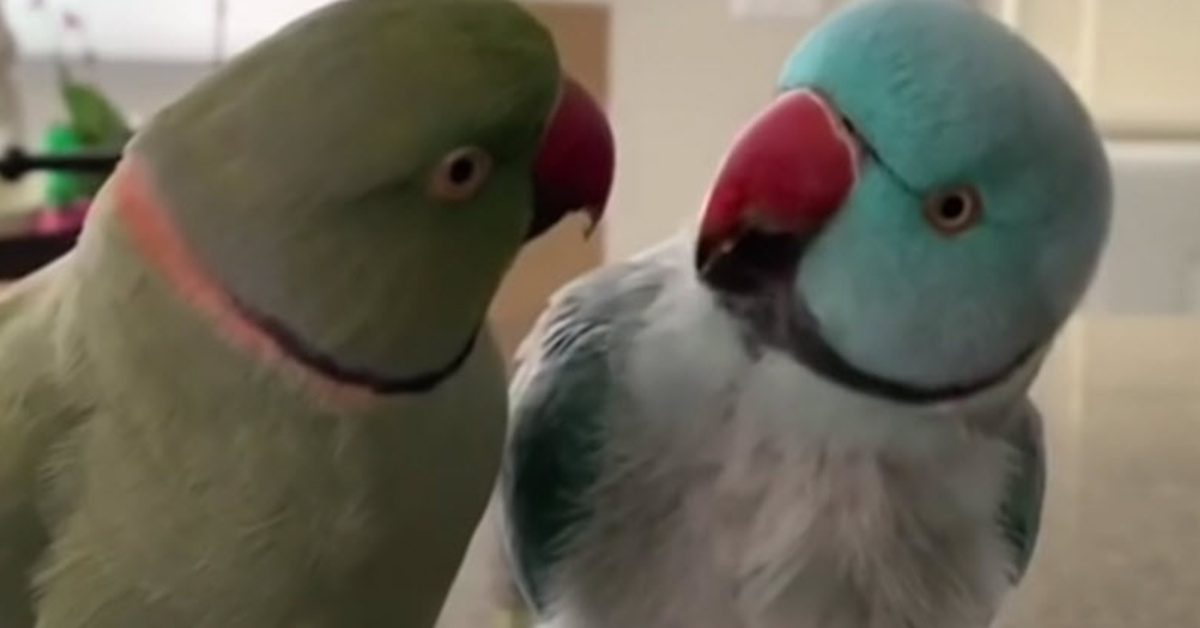 2 Parrots Have The Most Adorable Conversation With Each Other – Inner ...