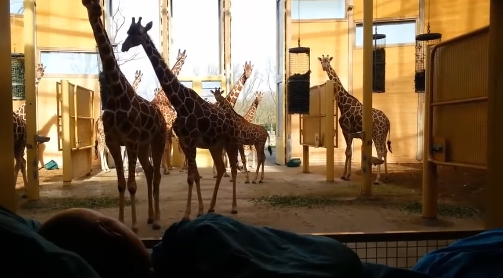 Sad Giraffe Gives Final Kiss To A Terminally Ill Zookeeper – Inner ...