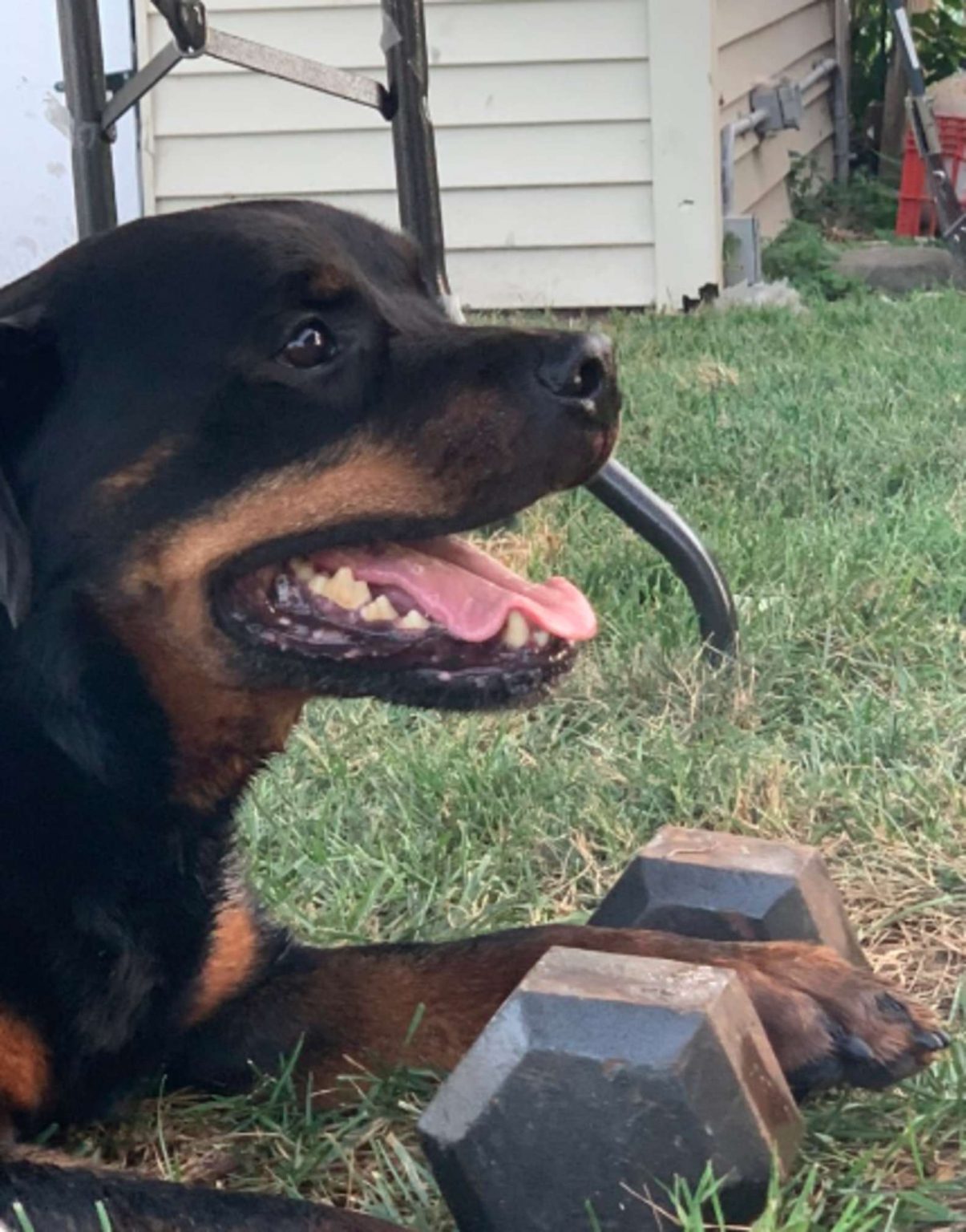 It Takes A Strong Dog To Carry A Dumbbell Everywhere Inner Strength Zone
