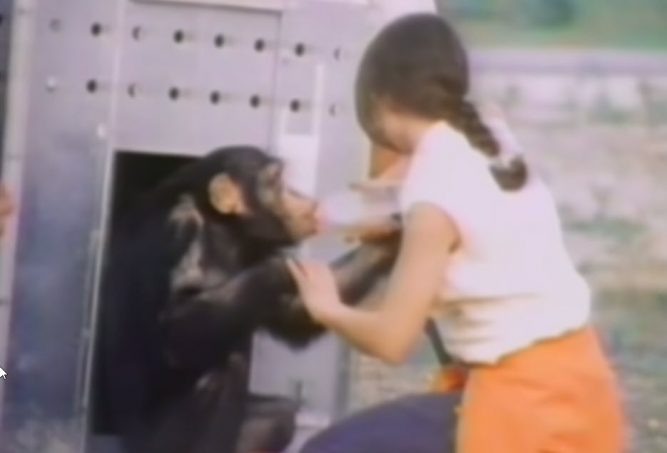 Woman Has Emotional Reunion with Chimps She Rescued from Lab More Than