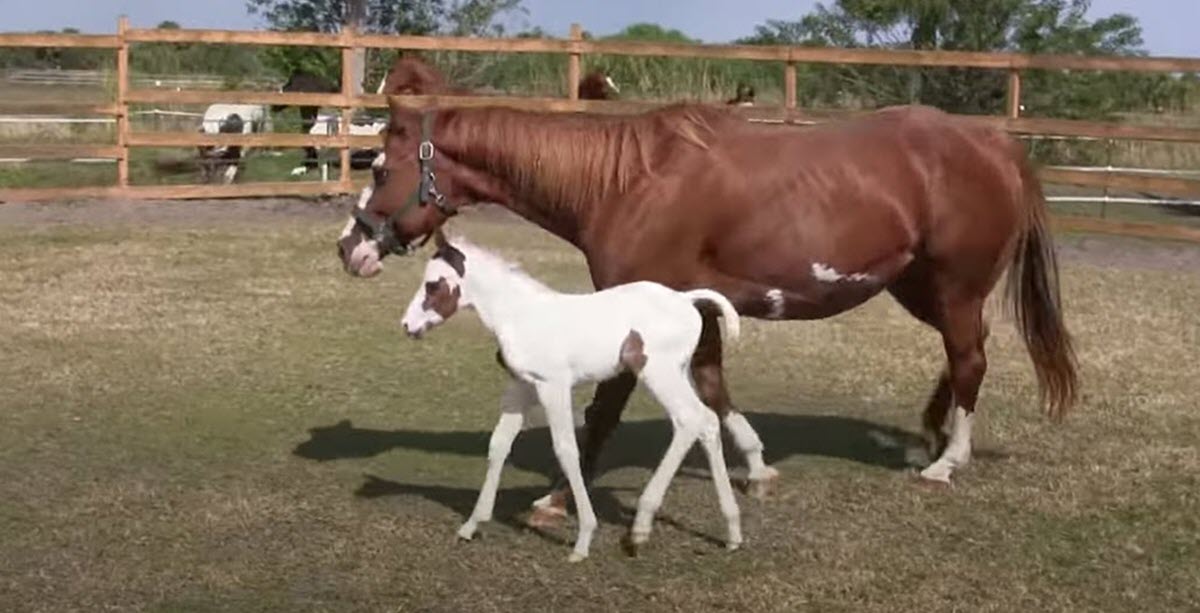 Rare ‘Medicine Hat’ Filly Attracts Millions of YouTube Views Because of ...