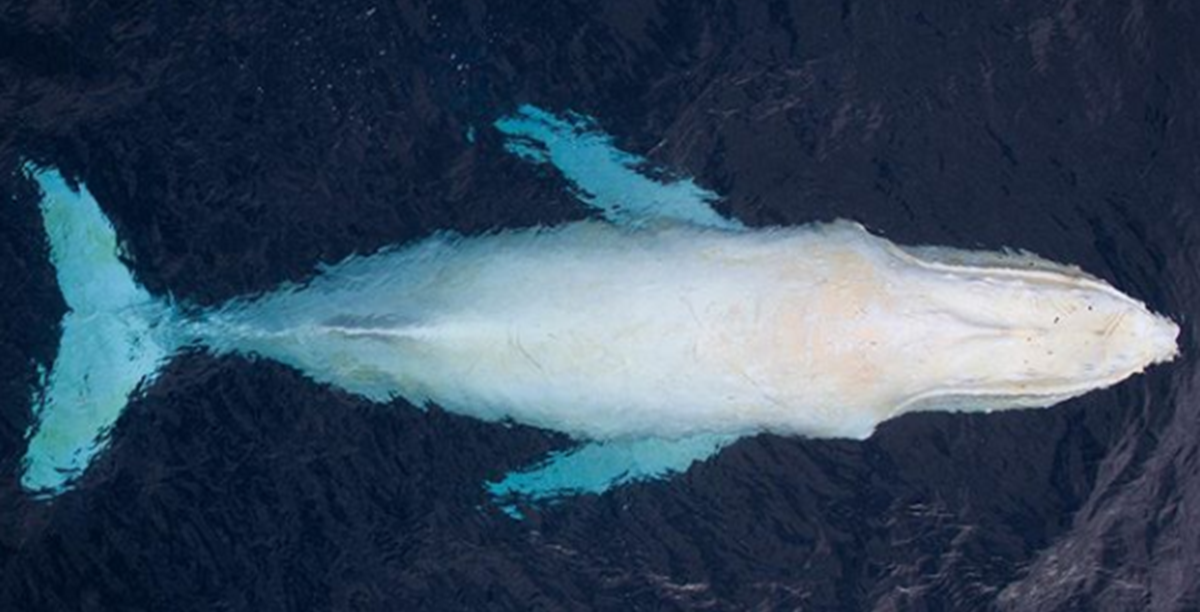 Photographer Captures Stunning Photos of Rare Albino Humpback Whale off ...