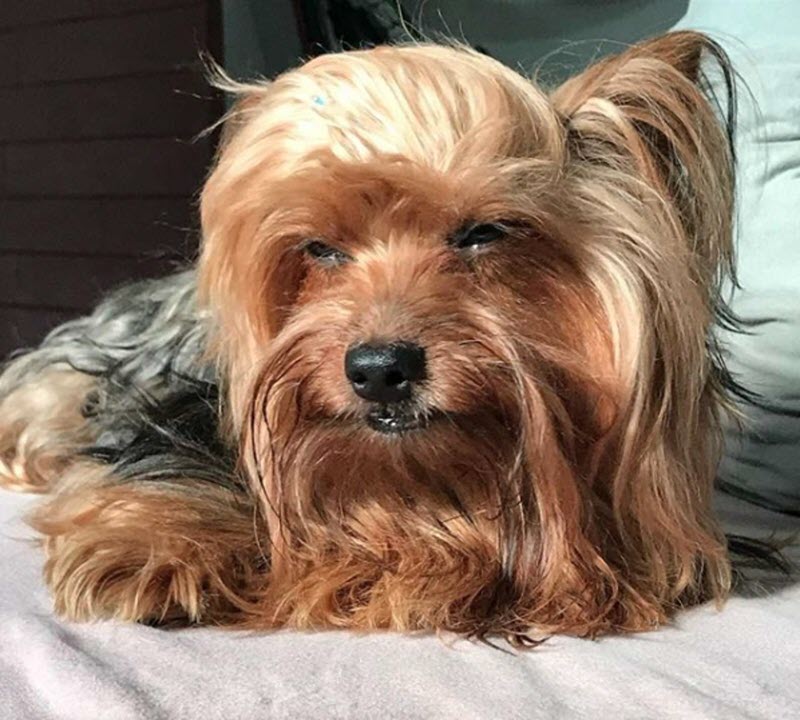 well-meaning-mom-decides-to-trim-her-dog-s-bangs-herself-it-goes