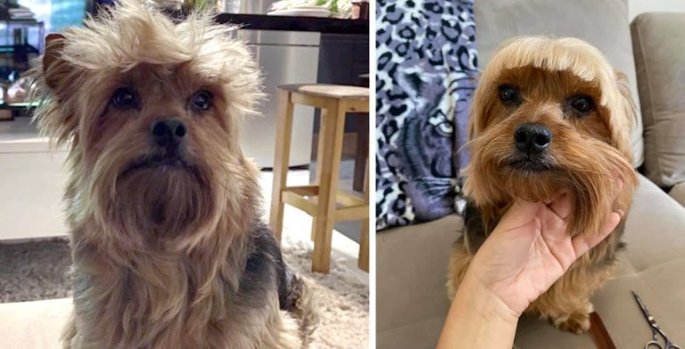 well-meaning-mom-decides-to-trim-her-dog-s-bangs-herself-it-goes