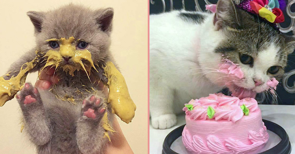 Adorable Pictures Show Just How Messy Cats Can Be When They Eat Inner