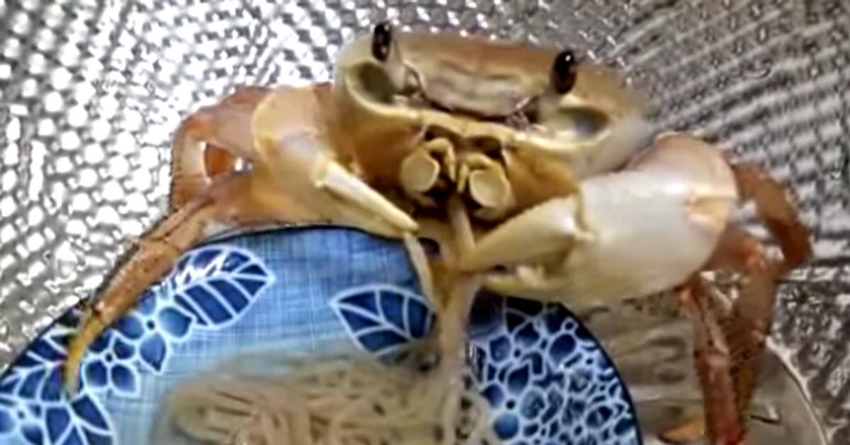 A Pet Crab Looks So Cute When He Tries To Eat A Bowl Of Noodles - Inner Strength Zone