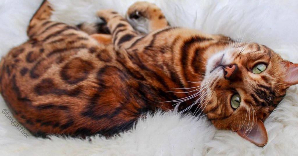 Beautiful 3-Year-Old Bengal Cat Has Both Stripes And Spots – Inner ...