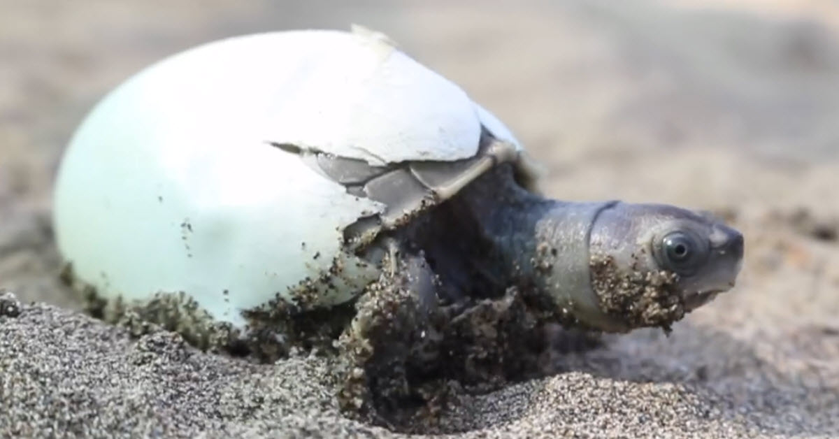 Good News: The Smiling Turtle Is Back From ‘Extinction’ And As Cute As ...