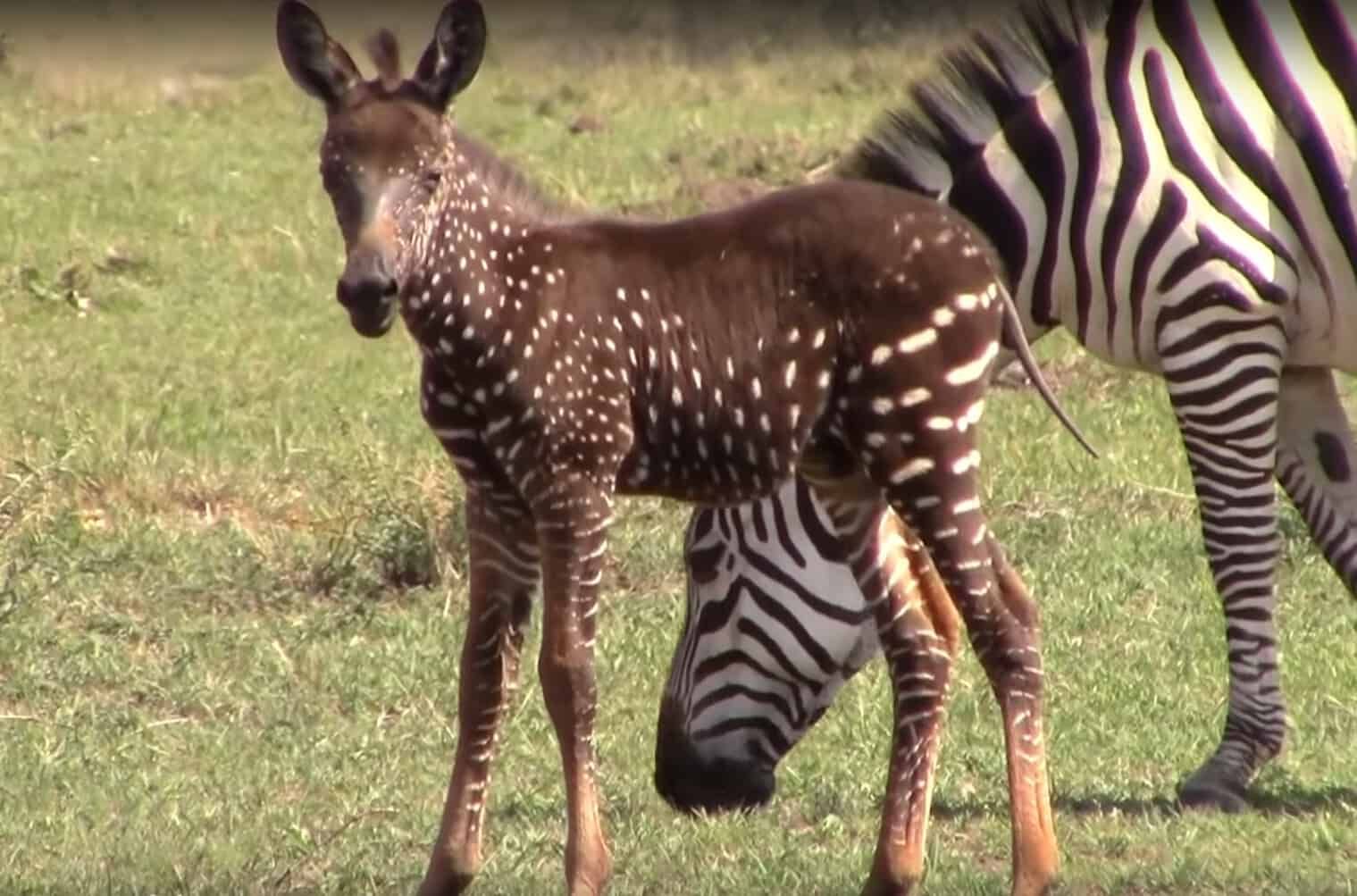 People Are Going Crazy Over A Rare Baby Zebra Born With