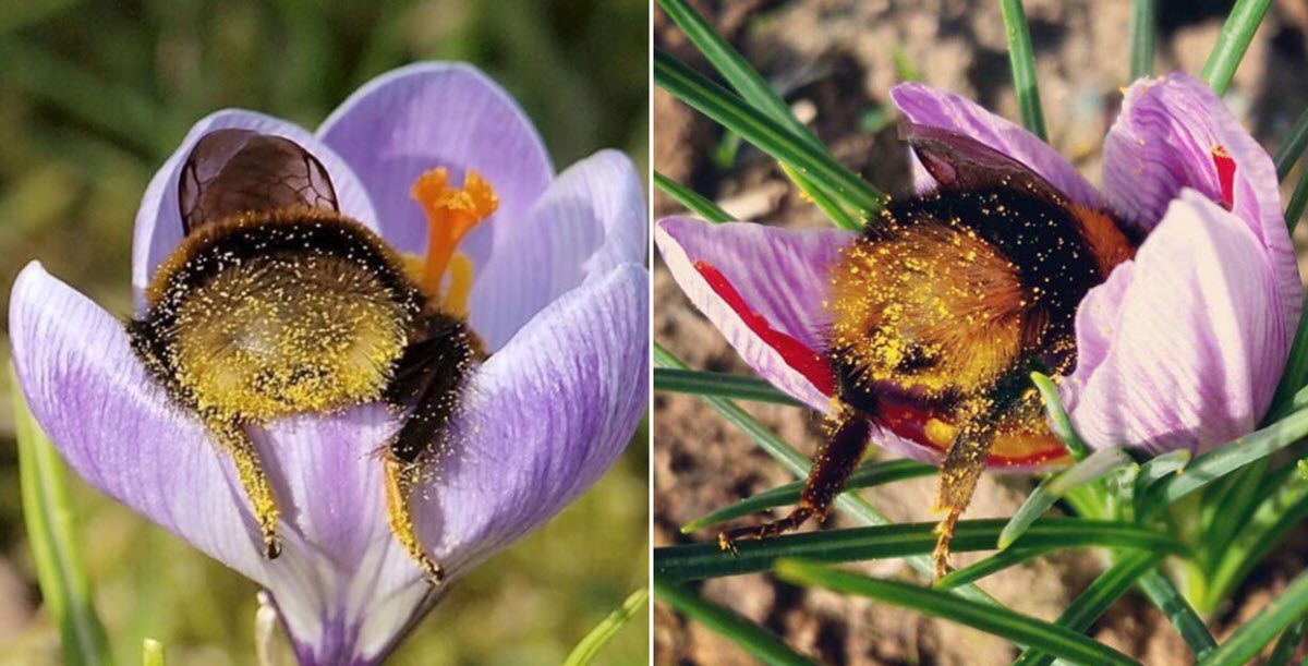 These Exhausted Bumblebees Fell Asleep Inside Flowers With