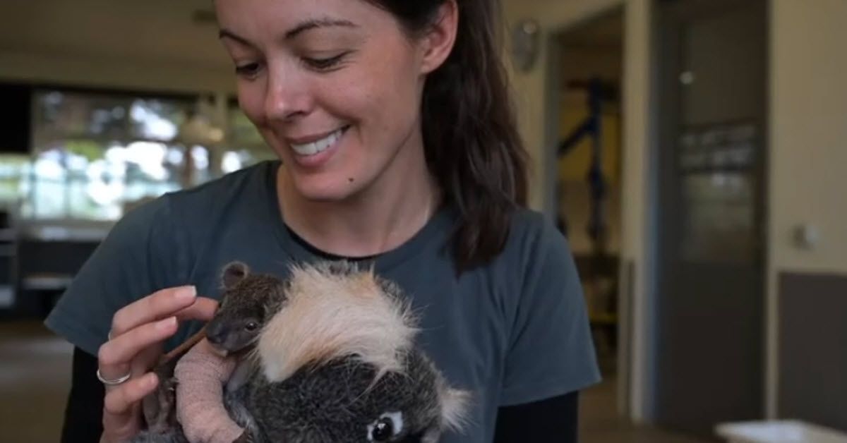 Orphaned Baby Koala Falls From A Tree So They Give Him A Tiny Arm Cast ...