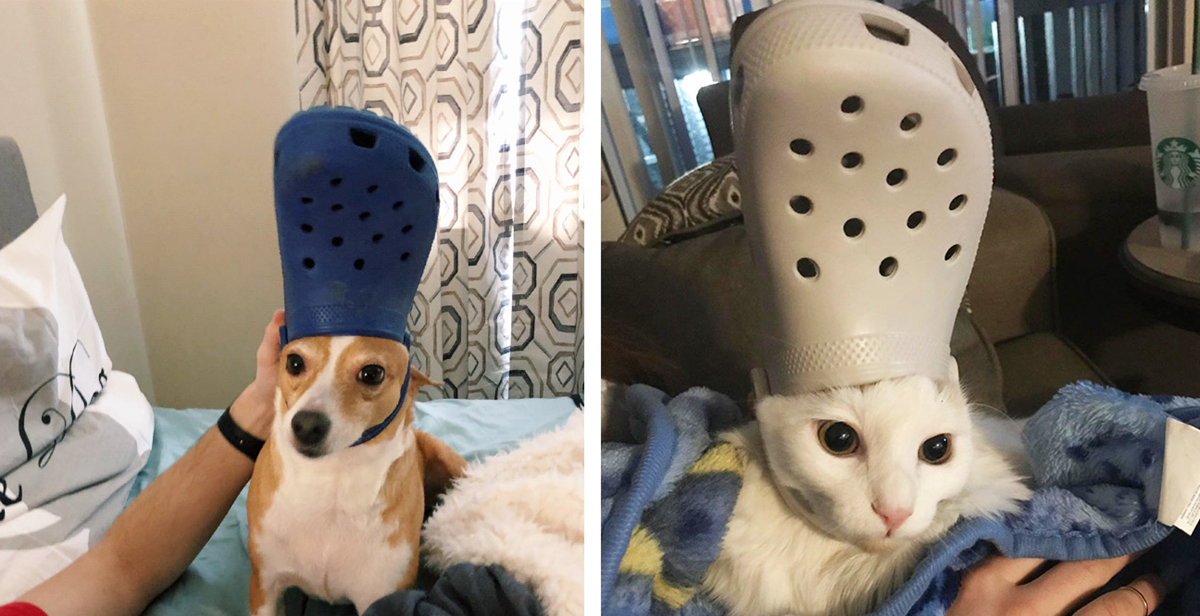cat with crocs