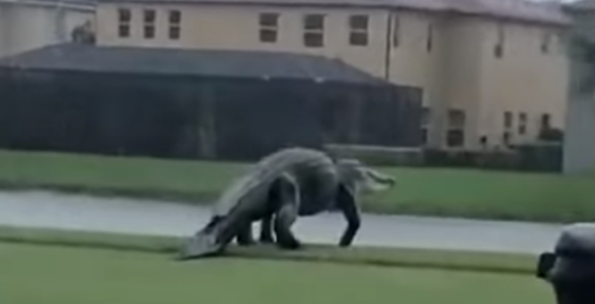 dinosaur with alligator head