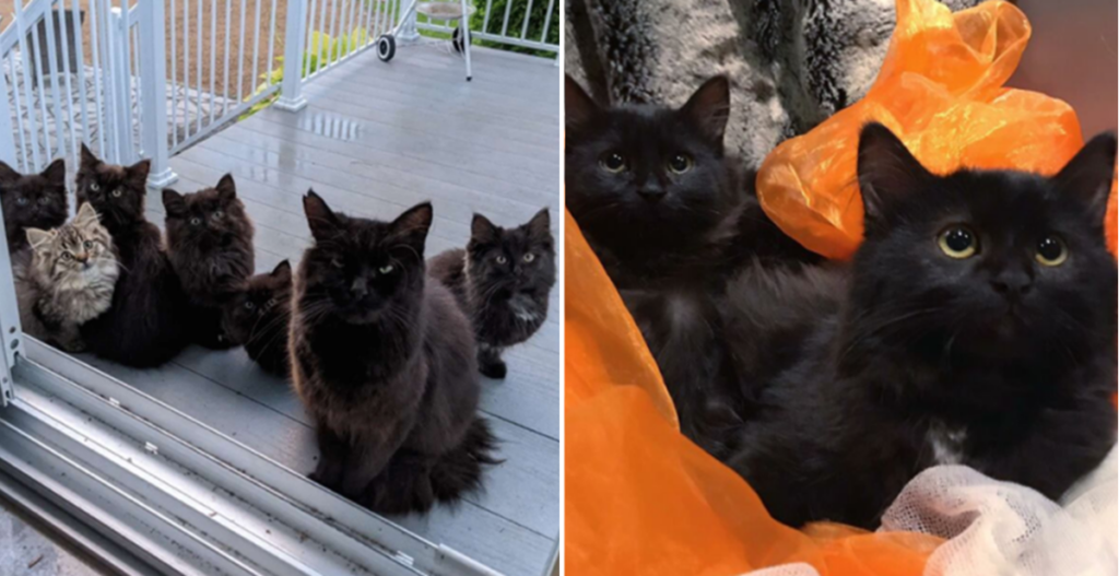 Stray Cat Brings All Her Kittens Home to Meet the Woman Who Once Fed