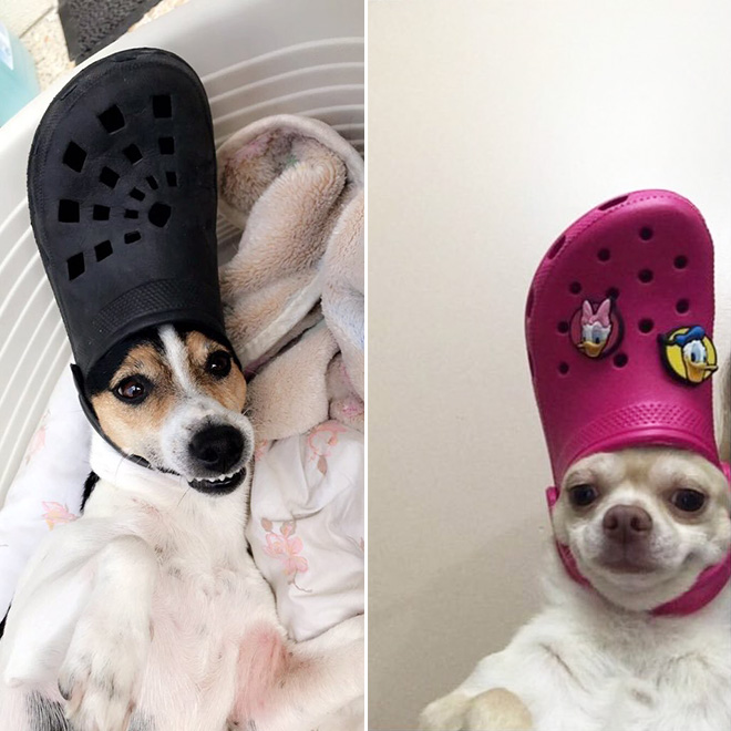 Who Knew? A Croc on the Heads of Your Dogs and Cats Make Them Look Just