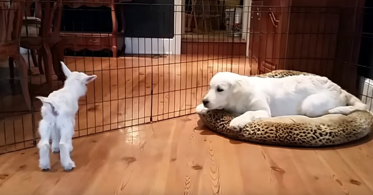 Puppy And Baby Goat Have A Wonderful Time In The Funniest Home Video