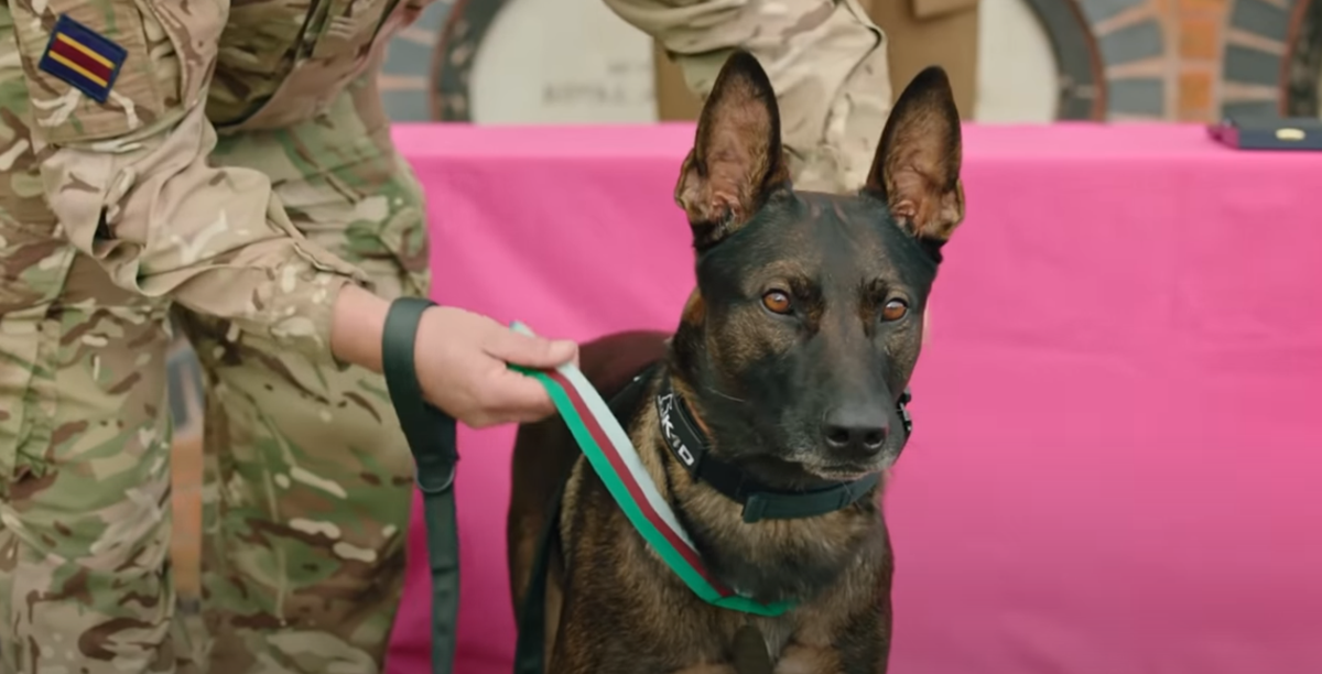 This Military Dog With Prosthetic Paw Just Earned a Medal for His