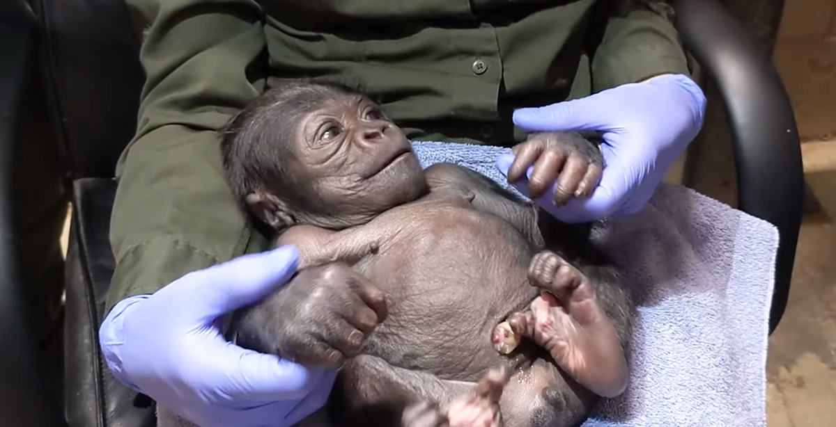 A Zoo Just Had Its First Male Baby Gorilla Born and He's Absolutely