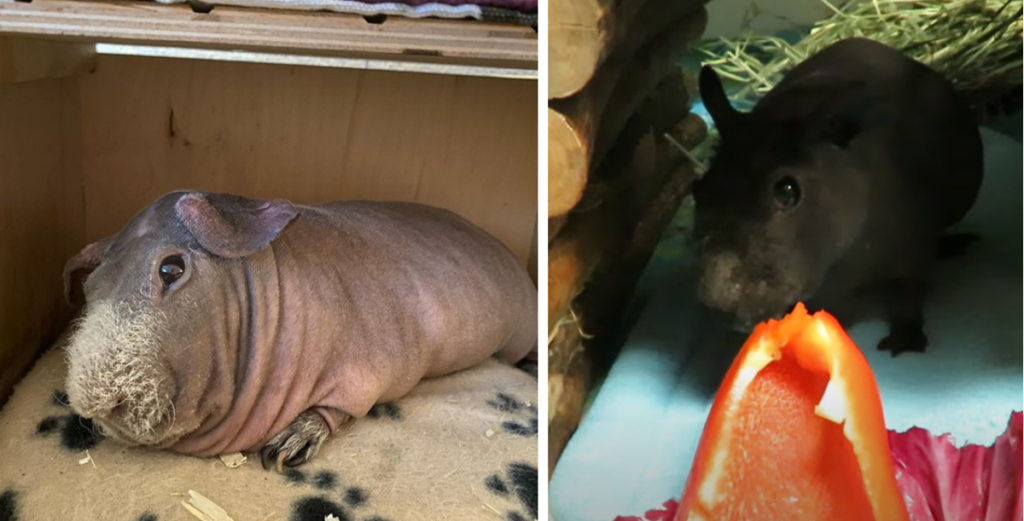 Adorable ‘Skinny Pigs’ Are Actually Hairless Guinea Pigs But Look Like