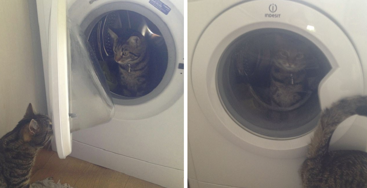 Feisty Cat Got Busted Shutting His ‘Girlfriend’ in Washing Machine
