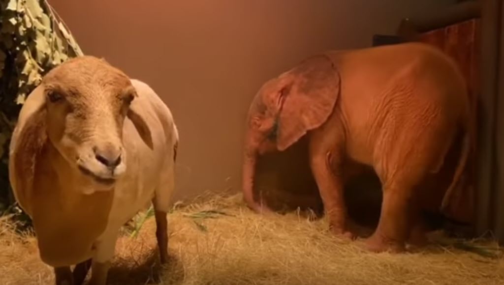 A Baby Albino Elephant Got Caught in Snares, Wins Hearts With